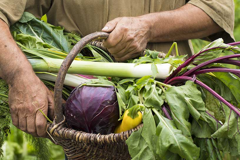 Een mand vol met groenten